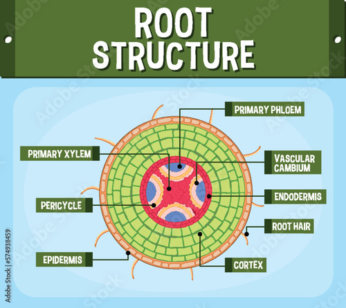 Internal structure of stem diagram