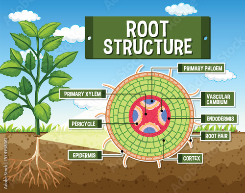 Internal structure of root diagram