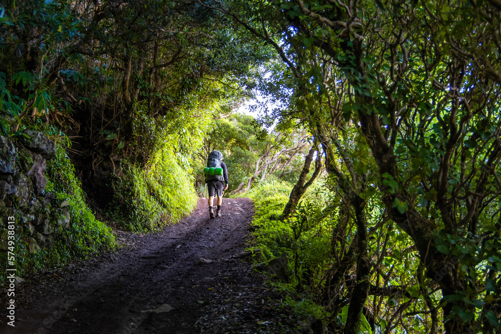Hiker with a large backpack is walking beneath a leafy canopy