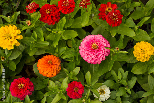 Yellow, pink, white and red zinnia flowers close-up growing in a garden bed photo