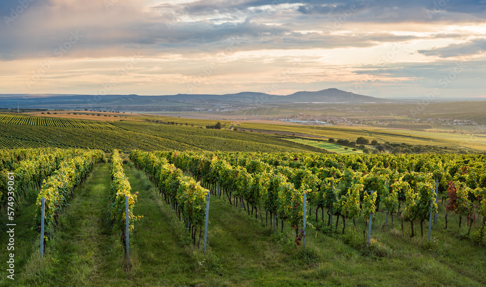 Naklejka premium Wineyard in Moravia during sunset with Palava hills in the background