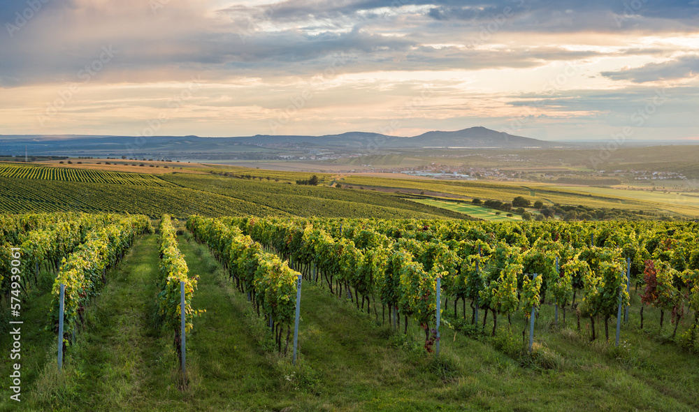 Wineyard in Moravia during sunset with Palava hills in the background