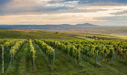 Wineyard in Moravia during sunset with Palava hills in the background