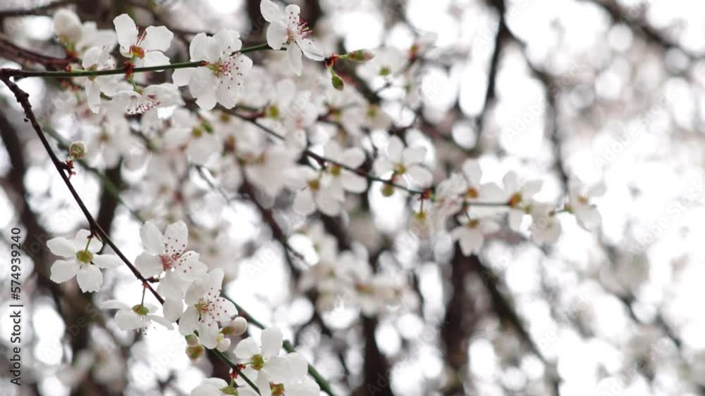 Spring blooming tree branches with white flowers ,natural background Spring blooming tree branches with white flowers ,natural background