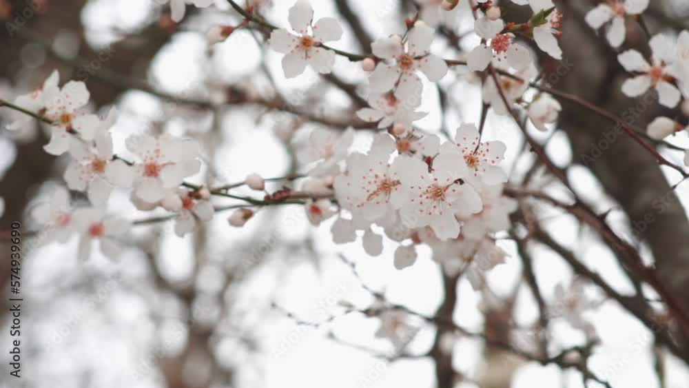 Spring blooming tree branches with white flowers ,natural background Spring blooming tree branches with white flowers ,natural background