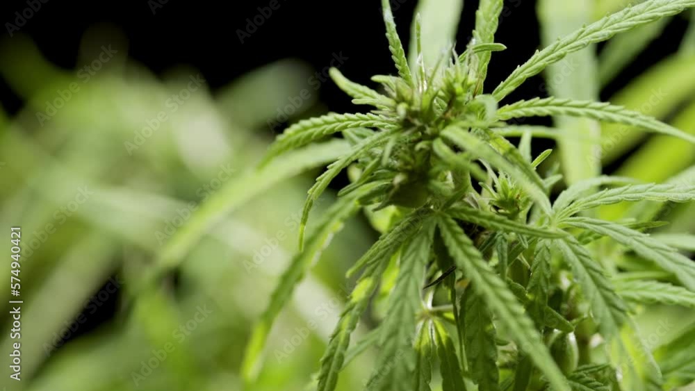 Macro shot of blooming hemp plant on black background | Natural skin care cosmetics with hemp seed oil commercial Macro shot of blooming hemp plant on black background | Natural skin care cosmetics with hemp seed oil commercial