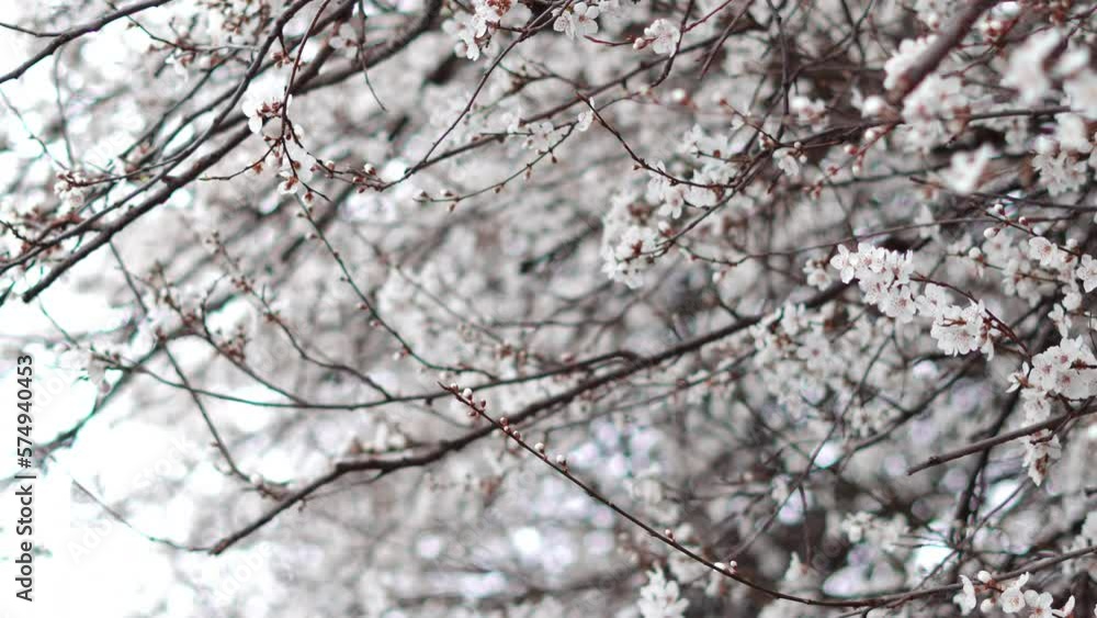 Spring blooming tree branches with white flowers ,natural background Spring blooming tree branches with white flowers ,natural background