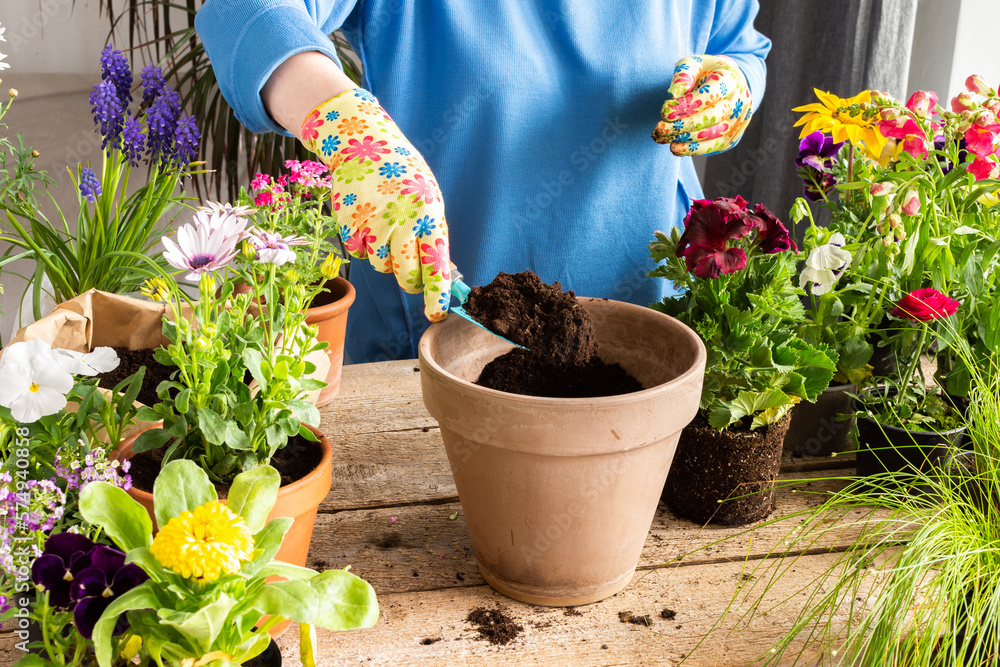 Spring decoration of a home balcony or terrace with flowers, woman transplanting a flower geranium into a clay pot, home gardening and hobbies, biophilic design Spring decoration of a home balcony or terrace with flowers, woman transplanting a flower geranium into a clay pot, home gardening and hobbies, biophilic design