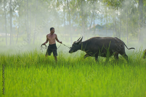 Farmer walking through a paddy field with a buffalo, Thailand