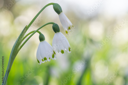 The white bell flowers of leucojum vernum in early spring. photo