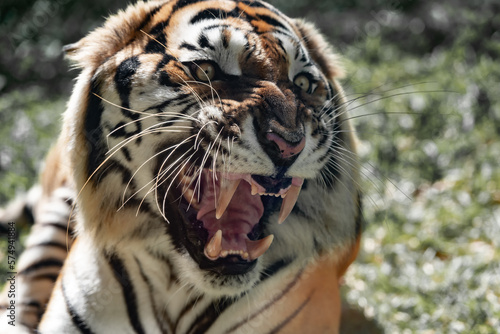 Cuadro en lienzo Big bengal tiger growls angry