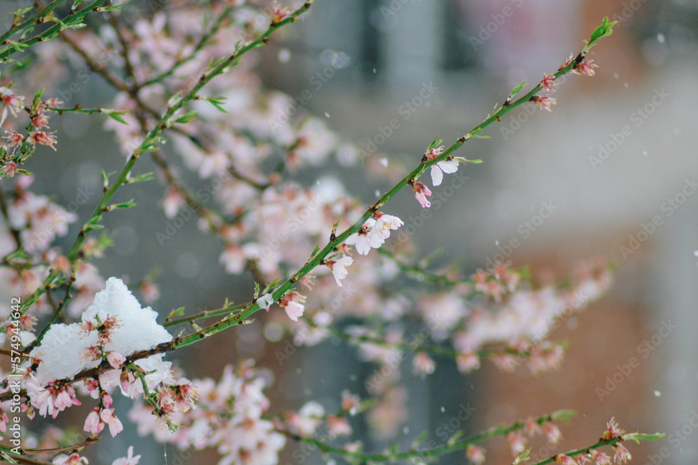 close up of snow on the flowers- snowing on the trees close up of snow on the flowers- snowing on the trees
