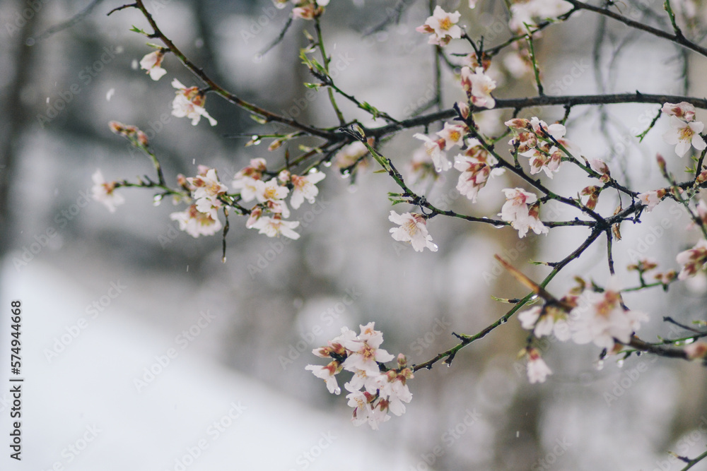 close up of snow on the flowers- snowing on the trees close up of snow on the flowers- snowing on the trees