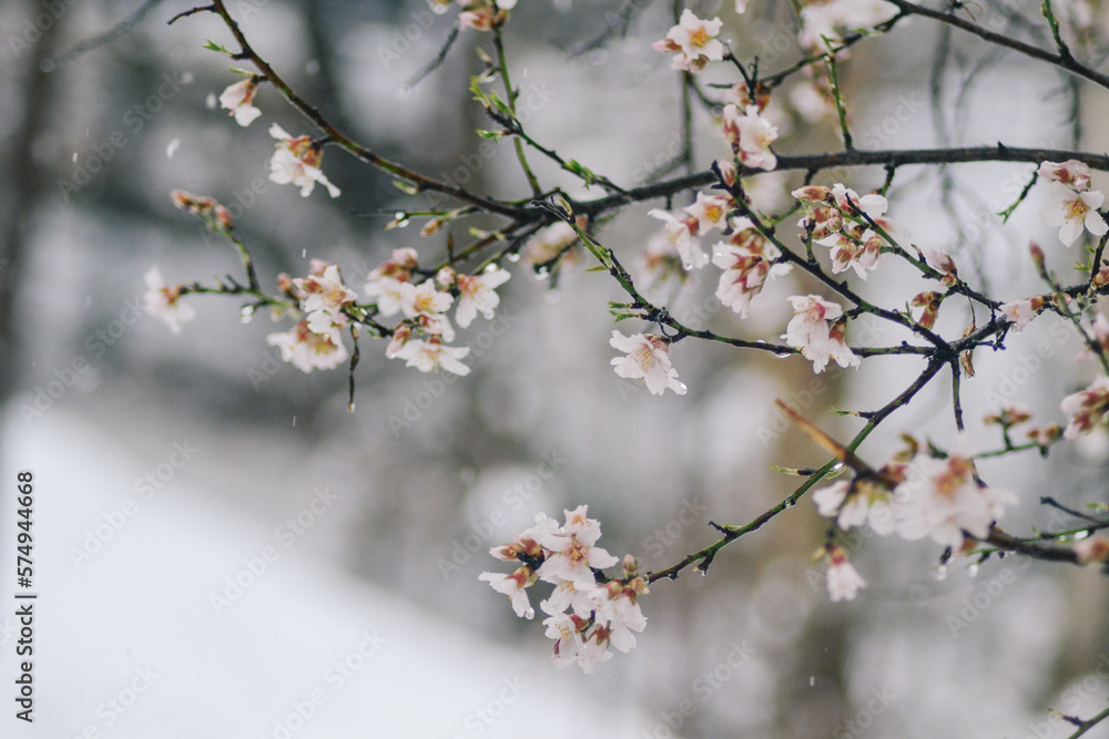 close up of snow on the flowers- snowing on the trees