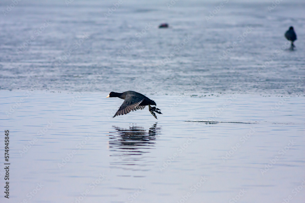Naklejka premium water bird landing on the ground, Eurasian Coot, Fulica atra