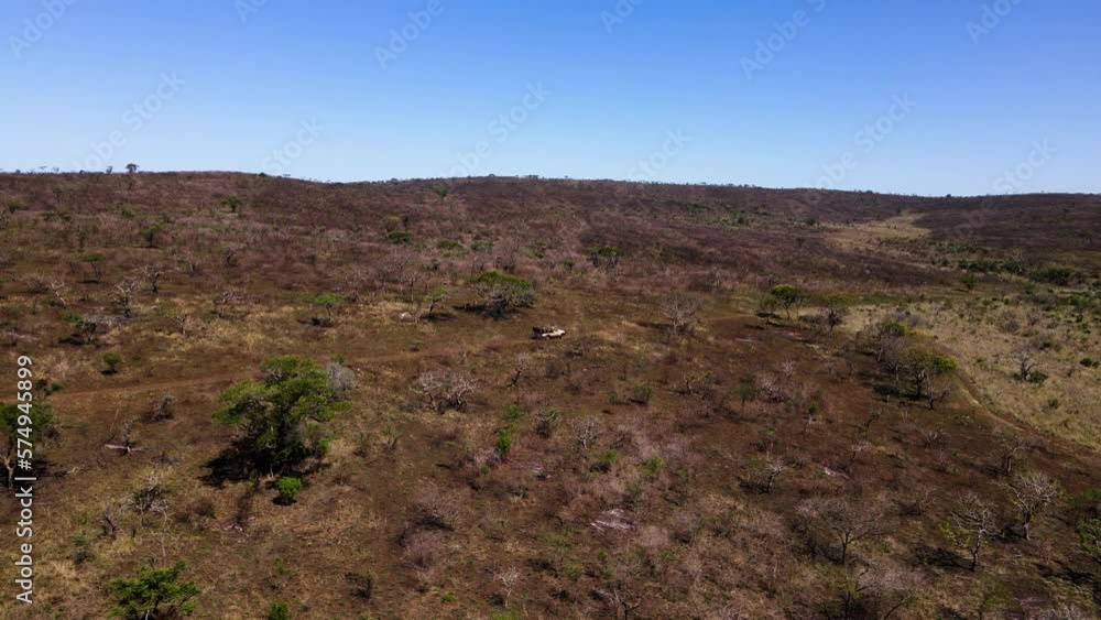 A drone ariel shot overlooking a safari vehicle driving through the dry African bush taking travellers on a game drive in a safari park A drone ariel shot overlooking a safari vehicle driving through the dry African bush taking travellers on a game drive in a safari park