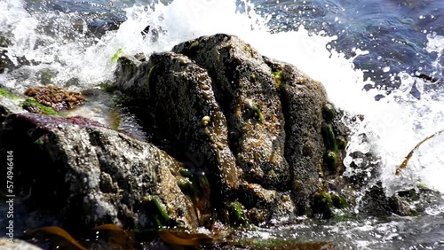 Wave bumping over seashore rocks with limpets and seaweed photo