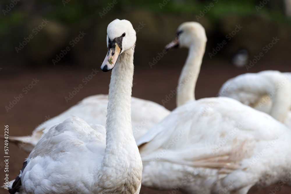 Swans are birds of the family Anatidae within the genus Cygnus. The swans' closest relatives include geese and ducks. Swans are birds of the family Anatidae within the genus Cygnus. The swans' closest relatives include geese and ducks.