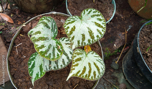 Begonia chloroneura in potted. Begonia chloroneura is a species of plant in the family Begoniaceae. Beautiful ornamental plant, house plant, indoon plant, love shaped leaves.