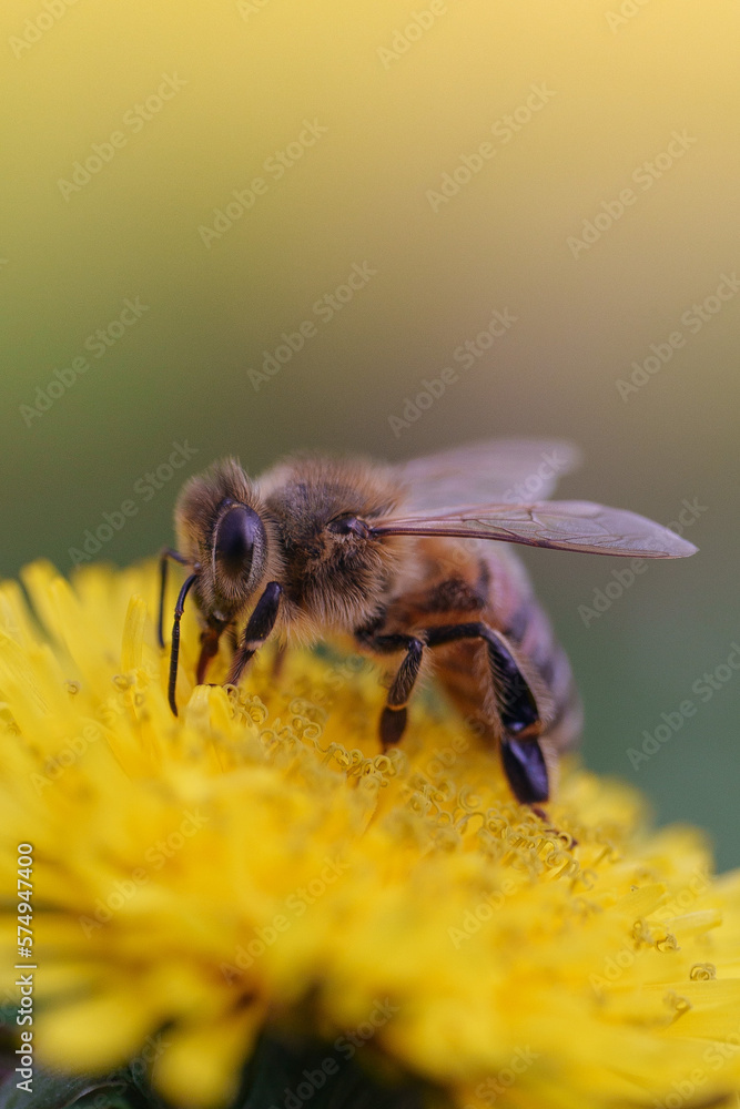 bee on flower bee on flower