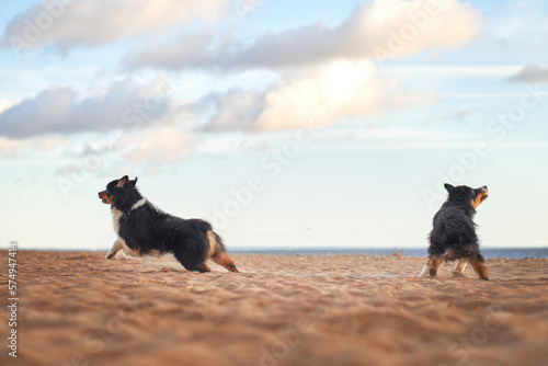 dogs plays in beach near water. two Active australian shepherd jumping . Active holiday with a pet