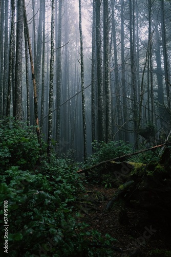 Trees in misty Rainforest on Vancouver Island Canada