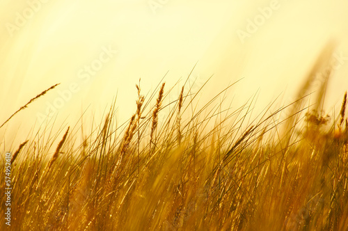 Grass on a dune on the coast at sunset. Nature photo during a hike on the Baltic Sea