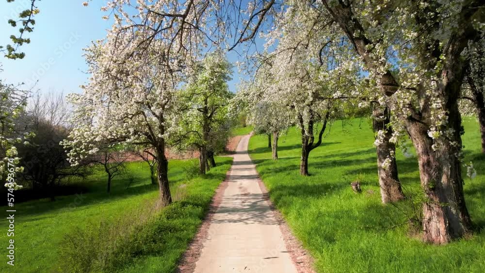 Moving under blossoming trees in a rural paradise in spring, following a path through vibrant green meadows, with sunshine and clear blue sky
Moving under blossoming trees in a rural paradise in spring, following a path through vibrant green meadows, with sunshine and clear blue sky