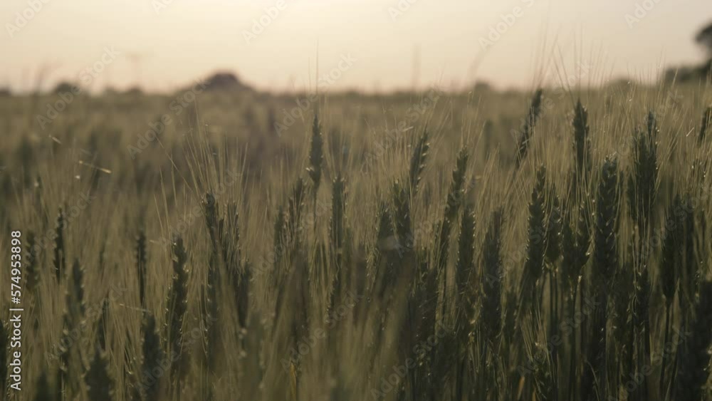Slow motion medium shot of wheat during sunset Slow motion medium shot of wheat during sunset