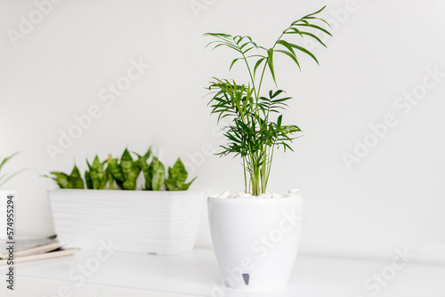 Potted indoor plant on white table. Decorative Areca palm (Dypsis lutescens). © stenkovlad