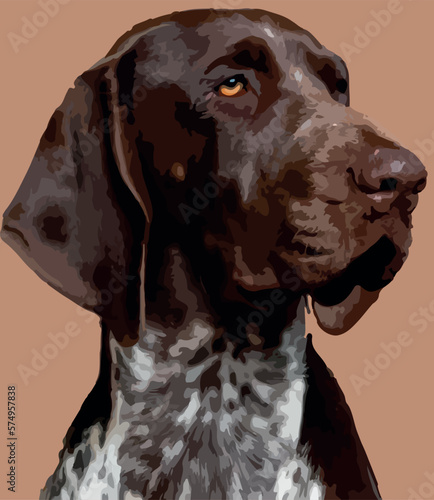 german shorthaired pointer dog, pet