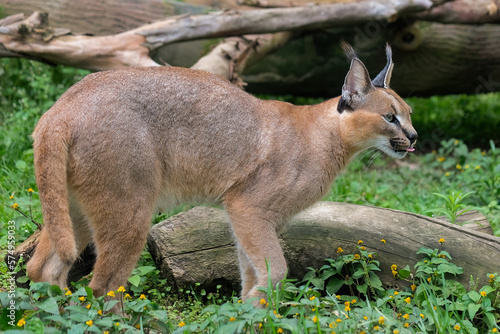 caracal in the grass photo