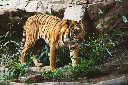 The Sumatran tiger is a population of Panthera tigris sondaica  originally from the Indonesian island of Sumatra.