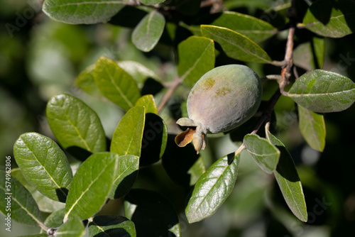 Ripe feijoa fruits on a tree lat. Acca sellowiana . Fresh feijoa, almost ready to harvest.