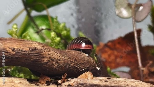 Land Isopod Anthropod Insect Walking On A Trunk Close Up, Terrarium  photo