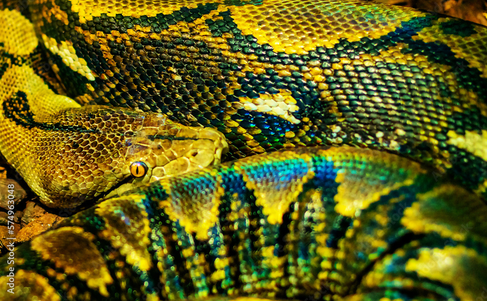 Foto de The reticulated python (Malayopython reticulatus) is a python ...