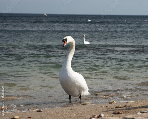 The male swan exudes regal grace as he perches on the rugged seashore, his feathers gleaming in the sunlight. With his head held high and his wings elegantly folded, he presents an image of strength.
