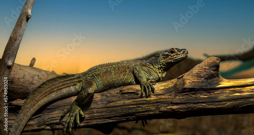 The Philippine sailfin lizard usually lies close to bodies of water photo