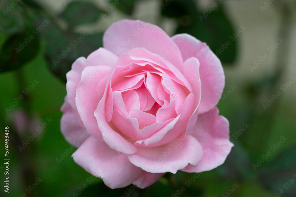 Rose flower on background blurry pink roses flower in the garden of roses. Nature.
