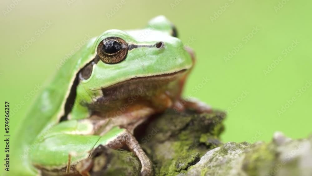 Portret żaby - rzekotki drzewnej. Siedzi na gałęzi, zbliżenie. Portret żaby - rzekotki drzewnej. Siedzi na gałęzi, zbliżenie.