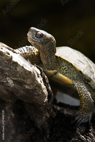 The Western pond turtle (Actinemys marmorata), also known as the Pacific pond turtle
