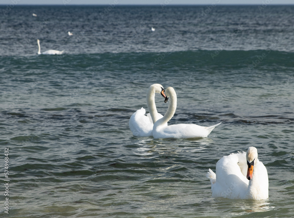 The sight of two swans with their necks entwined in the shape of a heart is a breathtaking display of love and devotion as they glide gracefully through the water. The sight of two swans with their necks entwined in the shape of a heart is a breathtaking display of love and devotion as they glide gracefully through the water.