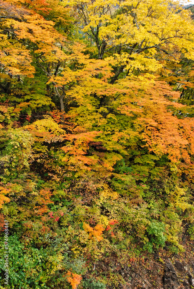 Japanese scenery - autumn mountain