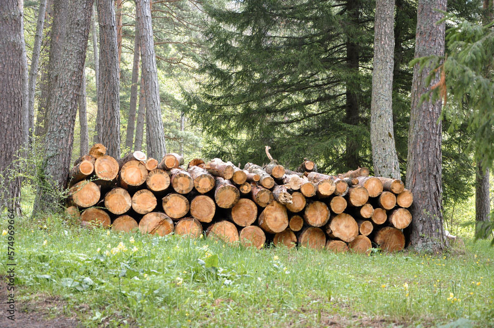 Felled trees in the forest. Road in the coniferous forest.