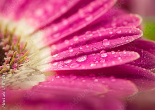 Drops of water on the petals of gerbera flowers. Spring concept.