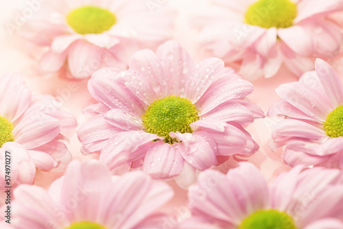 Chrysanthemum flowers float in the water on a pink background. Spring concept.