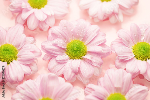 Chrysanthemum flowers float in the water on a pink background.