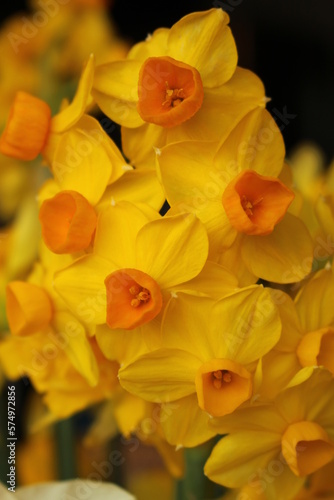 Cluster of small Jetfire (Cyclamineus) daffodils in springtime against a dark black background. Cute miniature daffodils with golden petals and an orange trumpet