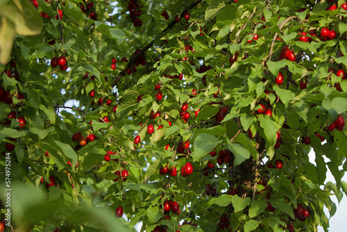 A lot of Cornus fruit, Cornus mas (cornel, Cornelian cherry),  ripe dogwood berries in the organic garden on a blurred background of greenery, Selective focus