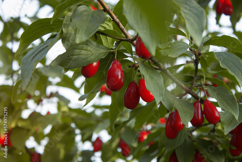 A brunch of Cornus mas (cornel, Cornelian cherry, European cornel, Cornelian cherry dogwood) on a fruit tree, Shallow depth of field